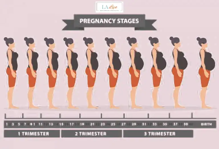 First Trimester (Weeks 1–12): Early Changes You Might Not Notice Apsley